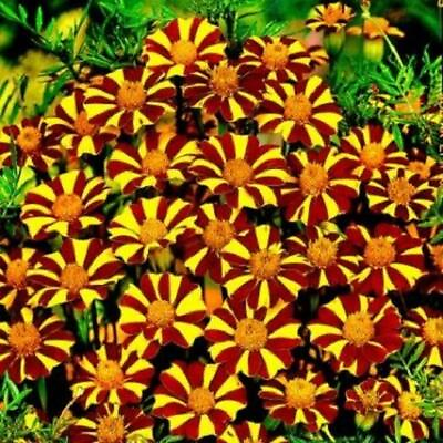 #ad French Marigold COURT JESTER Harlequin Tall Beneficial Plant Non GMO 100 Seeds $4.98