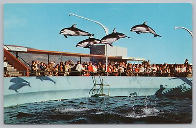 #ad Animal High Flying Dolphins @ Marineland Of The Pacific CA GE Watson Chrome PC $2.70