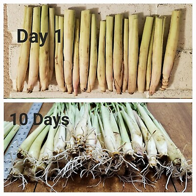 #ad 10 LEMONGRASS Fresh Cuttings Easy to Grow Cymbopogon Mosquito Repellent $16.99