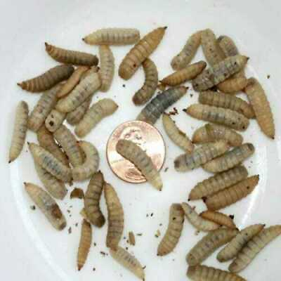 Live Black Soldier Fly Larvae 50 5000 Free Shipping $12.99