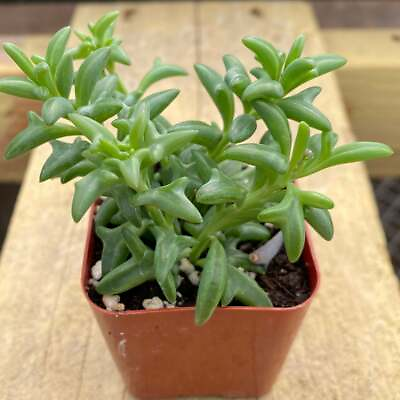 #ad 2 inch Potted Live Rare String of Dolphins Senecio Peregrinus succulent plants $9.99