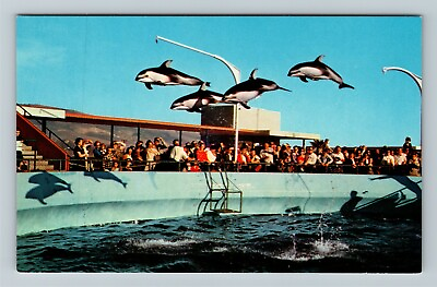 #ad Palos Verses CA California Marineland Of Pacific Flying Dolphins Chrome Postcard $7.99