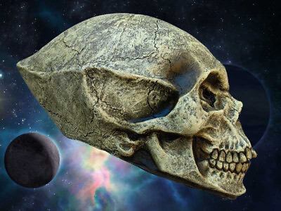 #ad Alien Skull Replica Xenomorph Predator UFO Area 51 Roswell Halloween Prop Sci Fi $39.99
