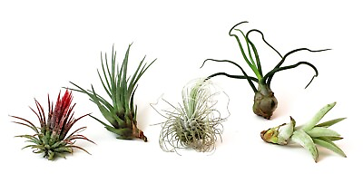 #ad 5 Pack Assorted Live Tillandsia Air Plants Low Maintenance Exotic Variety $8.99