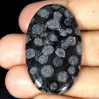 #ad 47.70Cts Natural Black Fossilized Coral Oval Cabochon Loose Gemstone 26x44x5mm $6.99