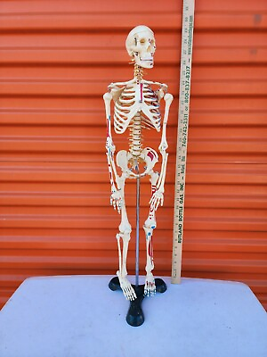 #ad Vintage 27in Anatomical Skeleton Display Doctor Science Office Visual Aid Model $300.00