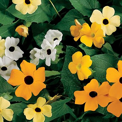 #ad Black Eyed Susan Vine Mix Seeds 78quot; to 96quot; Thunbergia alata $5.99