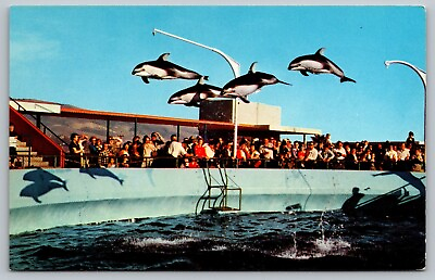 #ad High Flying Dolphins Marineland Of The Pacific California VTG Postcard c1960 D9 $4.49