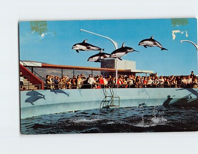 #ad Postcard High Flying Dolphins Marineland of the Pacific California $9.09