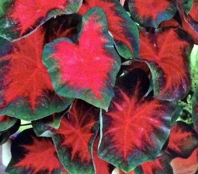 #ad FLORIDA CARDINAL Fancy Leaf CALADIUM Bulbs YOU CHOOSE QTY Red Green SUN TOLERANT $39.95