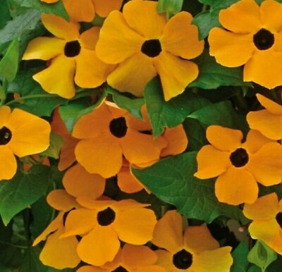 #ad BLACK EYED SUSAN VINE SEEDS 50 annual FLOWER orange YELLOW garden FREE SHIPPING $2.65