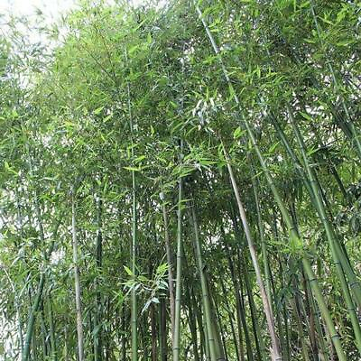 #ad 50 Giant Japanese Timber Bamboo Seeds Privacy Climbing Garden Seed 372 US SELLER $5.03