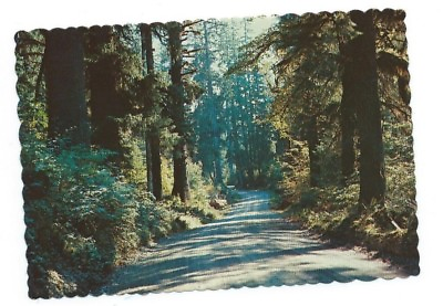 #ad Forest Highway Trees Timber Western Washington State USA COLOR Postcard $3.00