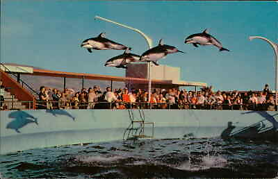 #ad Postcard: HIGH FLYING DOLPHINS MARINELAND OF THE PACIFIC $3.00