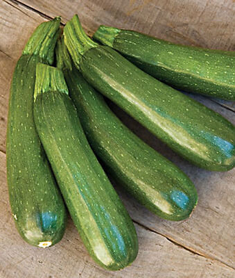 #ad Zucchini Dark Green Squash NON GMO Heirloom 25 Zucchini Seeds Vegetable Seed $1.99