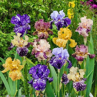 #ad 20 Mixed Color Iris Seeds Fragrant Flower Plant much less money than bulbs $4.36