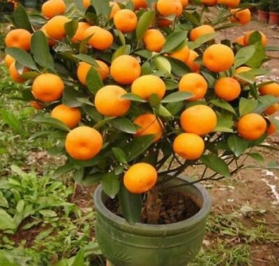 #ad 20 Mandarin Orange Tree Seeds Citrus reticulata Blanco Indoor Plant. #4918 $6.95