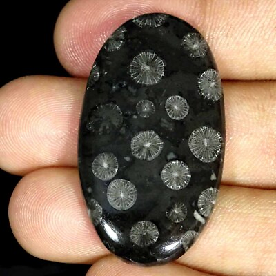 #ad 41.30Cts Natural Black Fossilized Coral Oval Cabochon Loose Gemstone $7.99