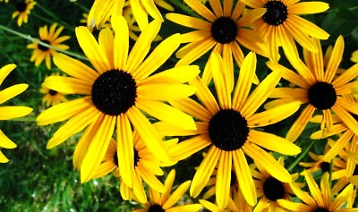 #ad Amer. Gold Rush Black Eyed Susan 5 Plants 3 years old FREE Shipping $35.00