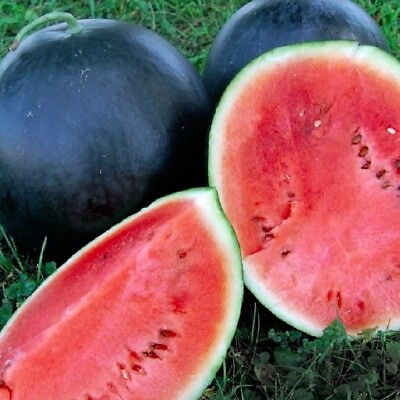 #ad #ad Black Diamond Watermelon Seeds NON GMO Heirloom Fresh Garden Seeds $2.00