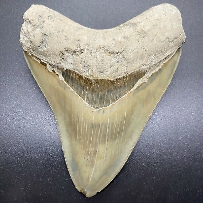 #ad Spectacular Light Gray Sharply Serrated 4.64quot; Fossil MEGALODON Shark Tooth $349.00