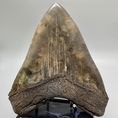 #ad Colorful High Quality Sharply Serrated 5.33” Fossil Megalodon shark Tooth USA $599.00