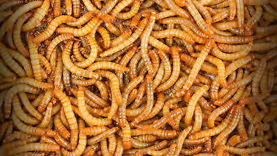#ad Live Mealworms 50 10000 Large 3 4quot; 1quot; Reptile Food $8.99