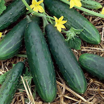 #ad Spacemaster 80 Cucumber Seeds Non GMO Free Shipping Seed Store 1063 $2.09