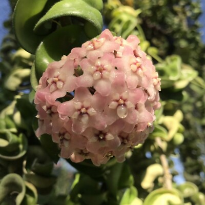 #ad 🌸Hoya Compacta Plant 4quot; Pot With Phytosanitary Certificate🌸 $30.00