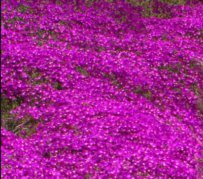#ad 5 cuttings of Creeping Ice Plant Purple Pink Ground Cover RARE Cactus Succulent $5.29