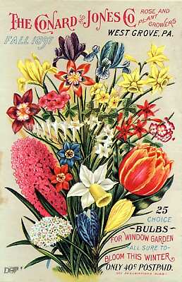 #ad Conard 5 Bulbs Window Garden Cover Reproduction Giclee Matte Print 11x17 $17.00