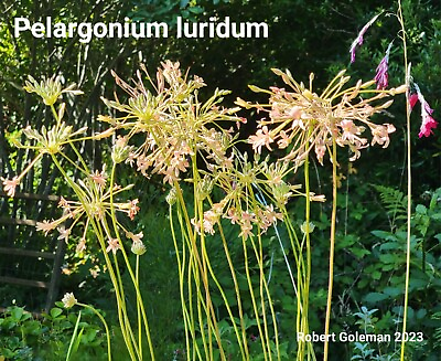 #ad Pelargonium luridum Tuber Rare Crane#x27;s Bill Interesting Foliage $24.00