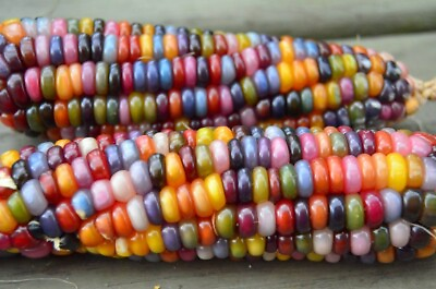 #ad 25 Glass Gem Indian Corn Seeds Plant Beautiful Colorful Vibrant Organic Rare $3.55