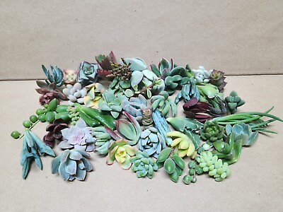#ad 25 assorted succulent cuttings 50 varieties $19.99