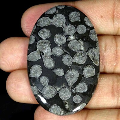 #ad 73.30Cts Natural Black Fossilized Coral Oval Cabochon Loose Gemstone $8.99