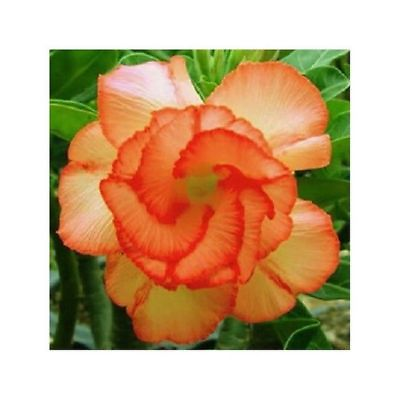 #ad 4 Orange Desert Rose Seeds Adenium Obesum Flower Perennial Flowers Seed 234 $5.99