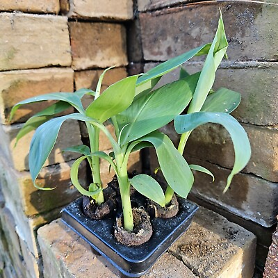 #ad 4 Dwarf Banana Starter Plants quot;Dwarf Cavendishquot; Variety $31.50