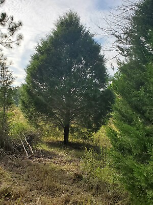 #ad Eastern Red Cedar Trees. aromatic. breathtakingly beautiful $8.95