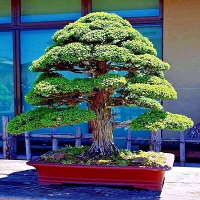 #ad Japanese Red Cedar Tree Seeds Cryptomeria japonica Sugi Evergreen or Bonsai $6.95