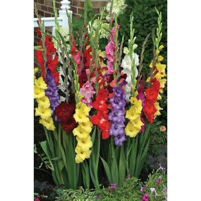 #ad Mixed Gladiolus Flower Bulbs Pack of 15 Bulbs Variety of Colors $14.99