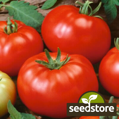 #ad Beefsteak Tomato Seeds Heirloom Slicing Non GMO Free Shipping 1020 $1.59