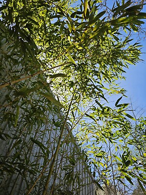 #ad Japanese Timber Bamboo 6quot; 12quot; Tall Plant With Rhizomes Bare Roots $25.00