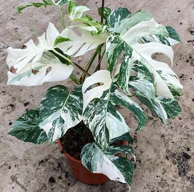#ad Monstera Albo Extra White High variegation Rooted Plant and Cutting $616.00