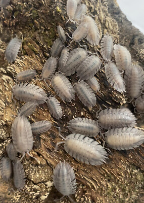 #ad Porcellio Spatulatus Isopods 6 Count Bioactive Feeders Roly Poly Feeders LAG $34.10